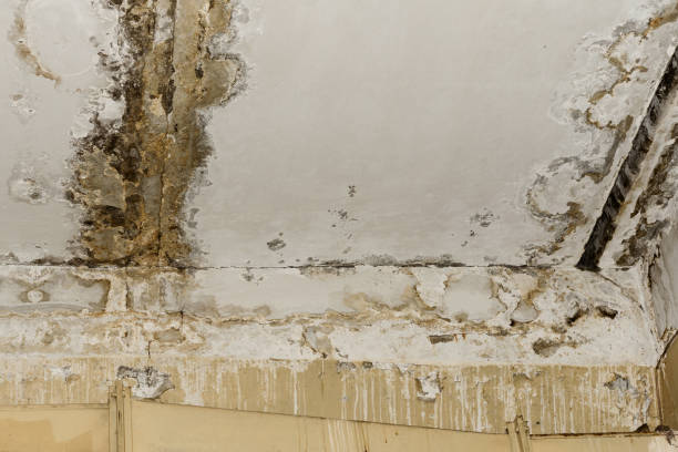 Best Commercial Mold Inspection  in Peabody, KS